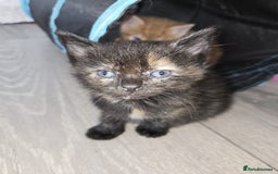 Ragdoll cats for sale: Ragdoll bengal mix  - Image 4