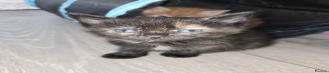  Kitten 1