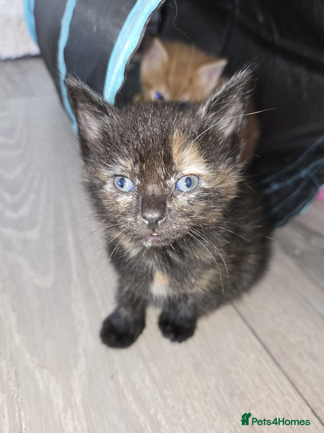 Ragdoll cats for sale: Ragdoll bengal mix  - Image 4