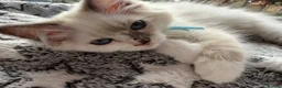 Ragdoll cats for sale: 5 Fluffy PureBred Ragdolls  - Advert 13