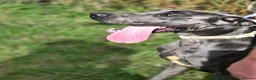Great Dane dogs for sale: Rehoming our beautiful silver girl - Advert 2