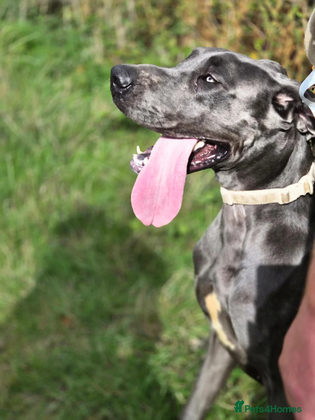Great Dane dogs for sale: Rehoming our beautiful silver girl - Advert 2