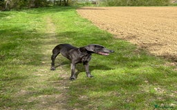 Weimaraner dogs for sale: 9 years old Winston looking for a new home  - Image 7