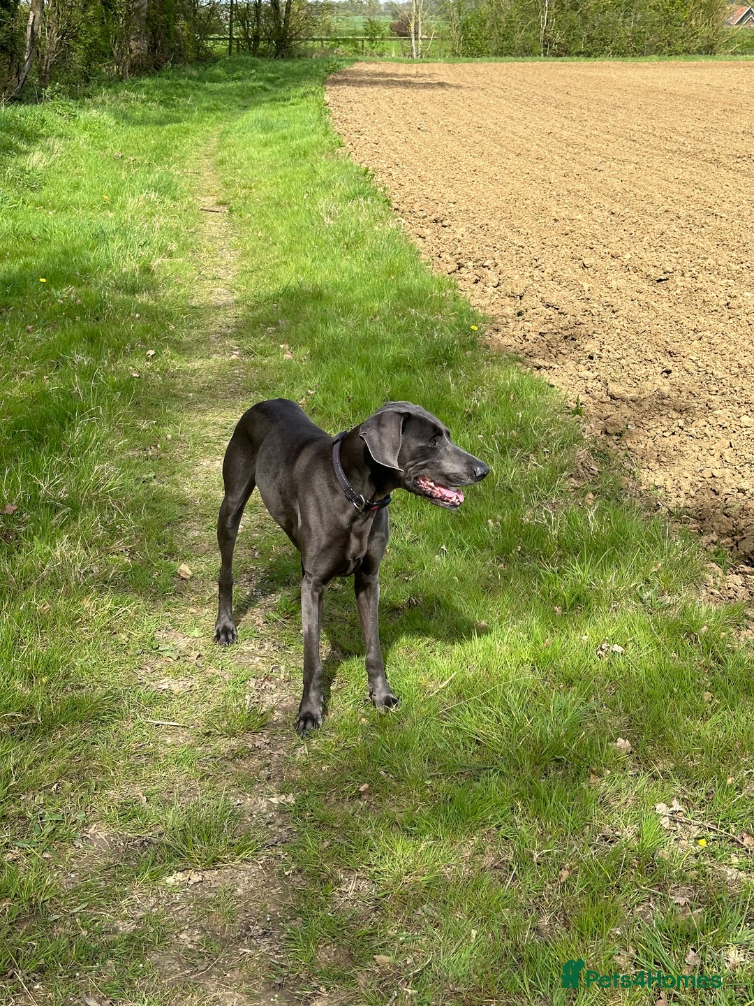 Weimaraner dogs for sale: 9 years old Winston looking for a new home  - Image 7