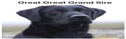 Labrador Retriever dogs for sale: *READY NOW* Stunning KC girls, tested&many FTCH/Ws - Advert 33