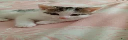 Mixed Breed cats for sale: Two beautiful kittens  - Advert 2