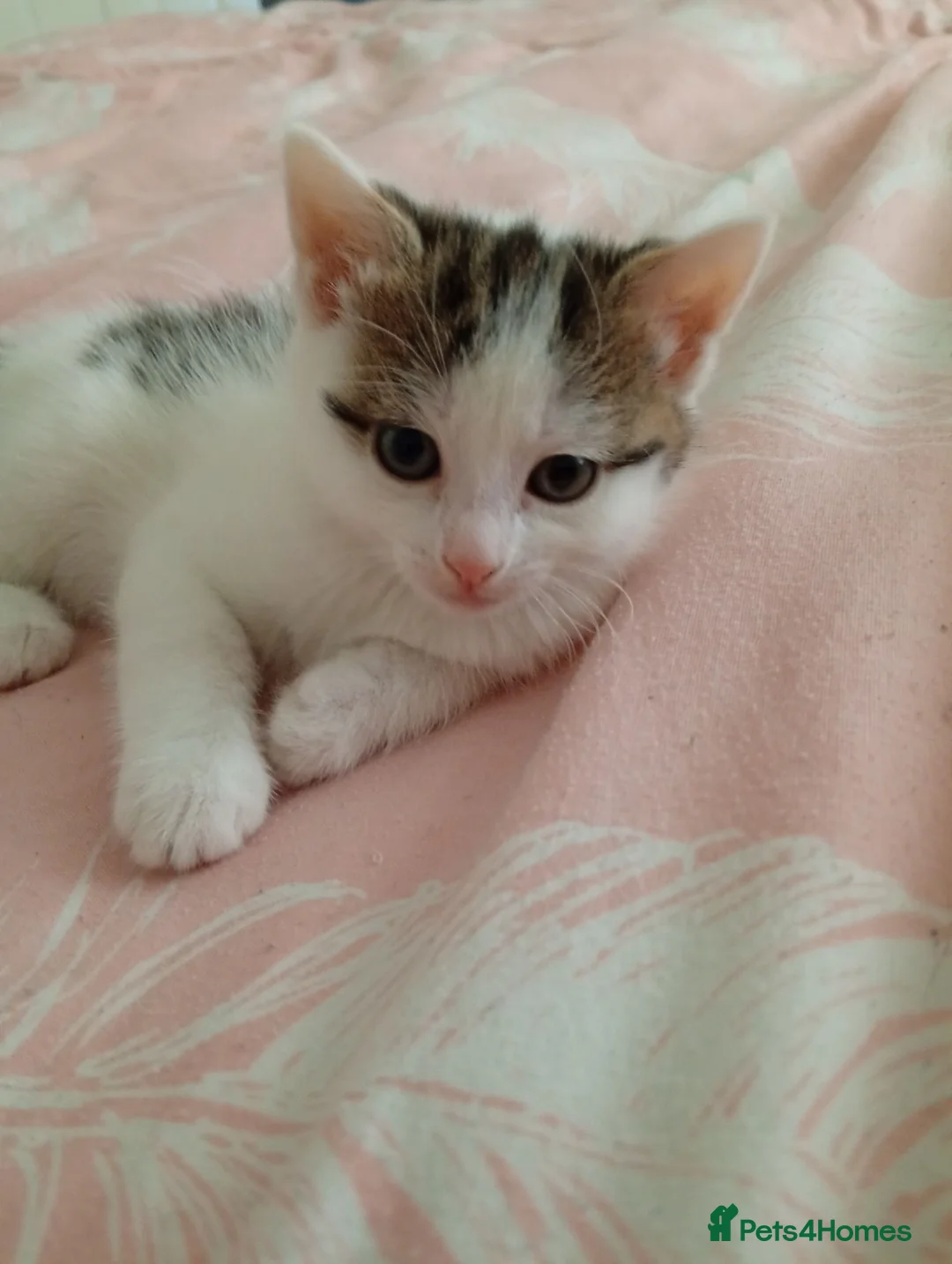 Mixed Breed cats for sale: Two beautiful kittens  - Advert 2