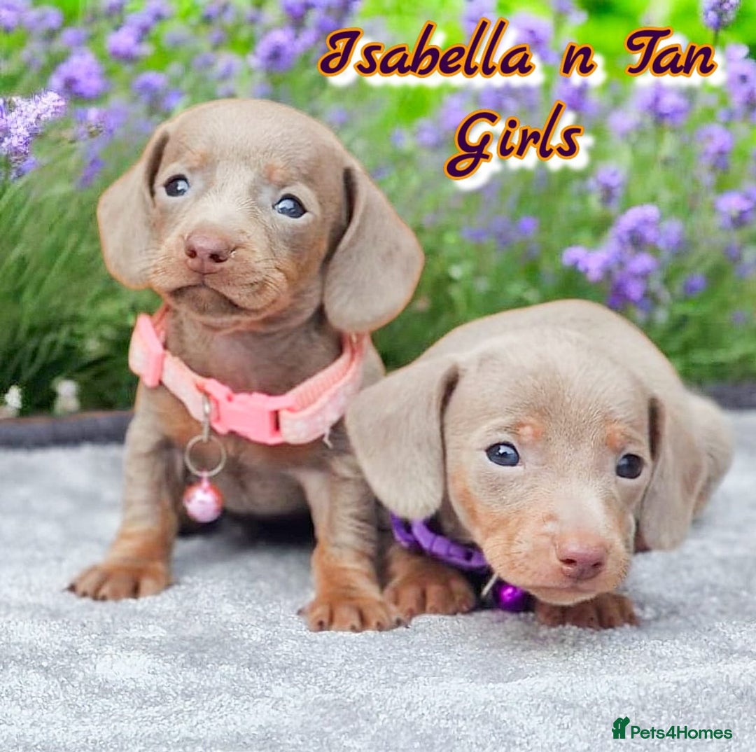 Miniature Dachshund dogs for sale: BLUE DAPPLE & ISABELLA DAPPLE PUPS AVAILABLE  - Image 15