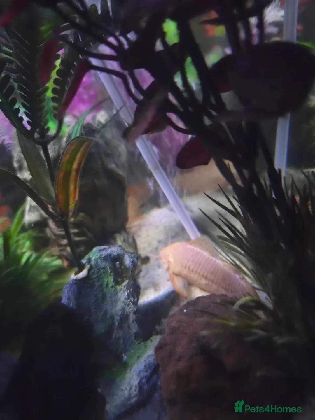Other/Mixed Breed fish for sale: Fish tank with fish and accessories in Manchester - Advert 6