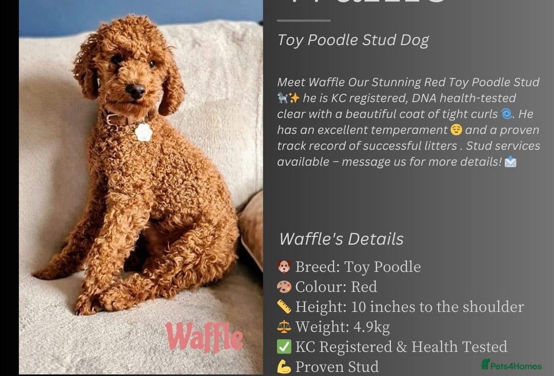 Maltipoo dogs F1 maltipoo  - Advert 2