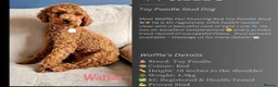 Maltipoo dogs for sale: F1 maltipoo  (Two gorgeous BOYS remaining)  - Advert 10