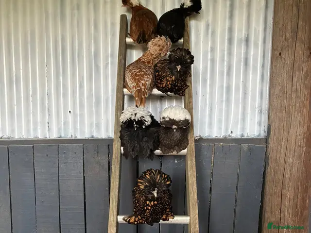 Chickens poultry for sale: Polish and Polish Frizzle Bantams - Advert 1