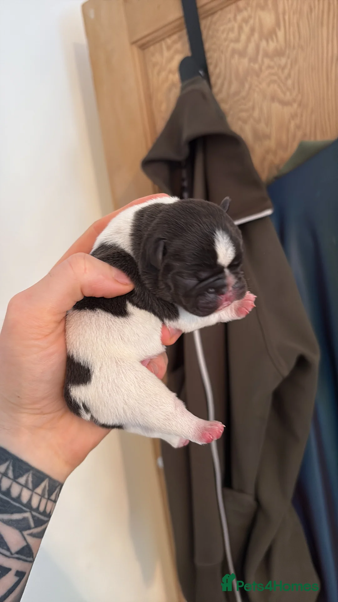 French Bulldog dogs for sale: HIGHLY HEALTH TESTED FRENCHIE PUPS - Advert 9