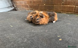 Guinea Pig rodents for sale: Stunning baby male guinea pigs  - Image 4