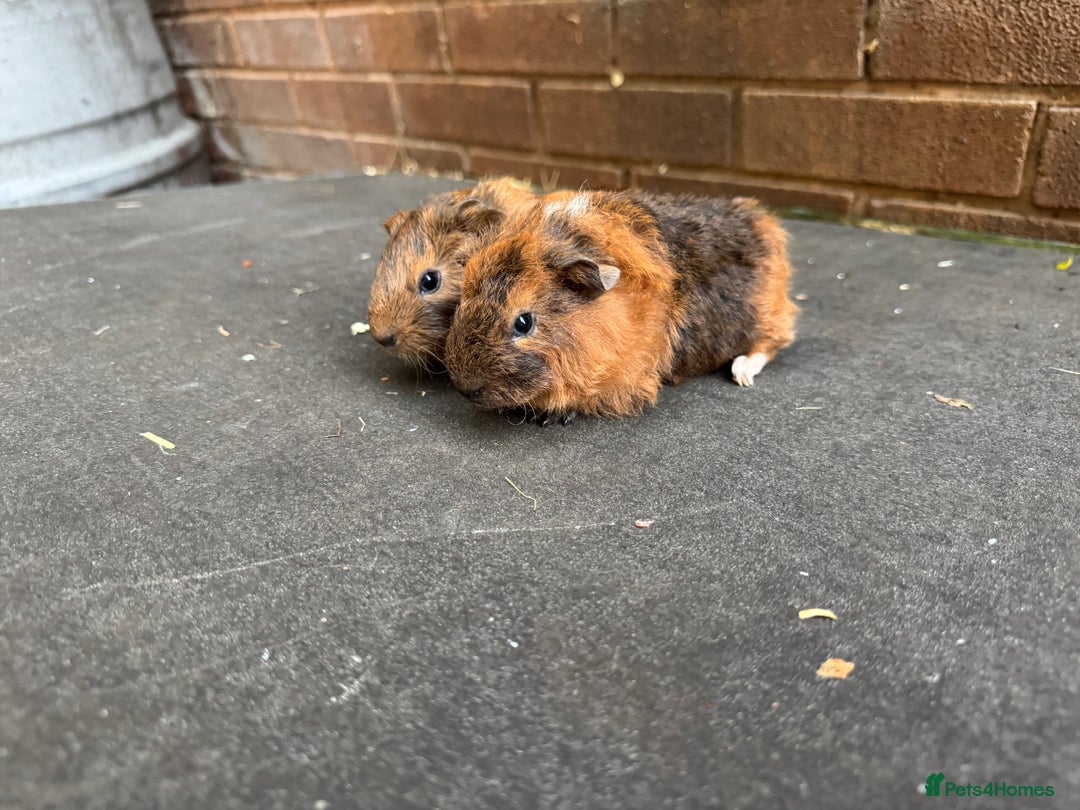 Guinea Pig rodents for sale: Stunning baby male guinea pigs  - Image 4