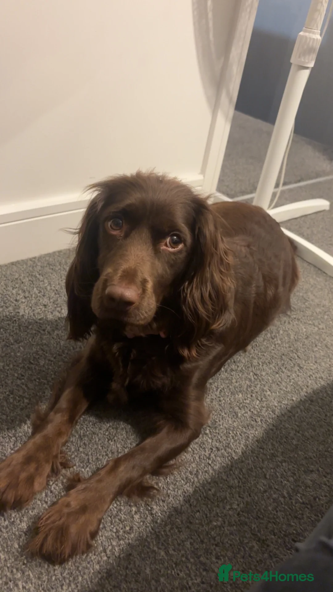 Cocker Spaniel dogs for sale: Bailey  - Advert 1
