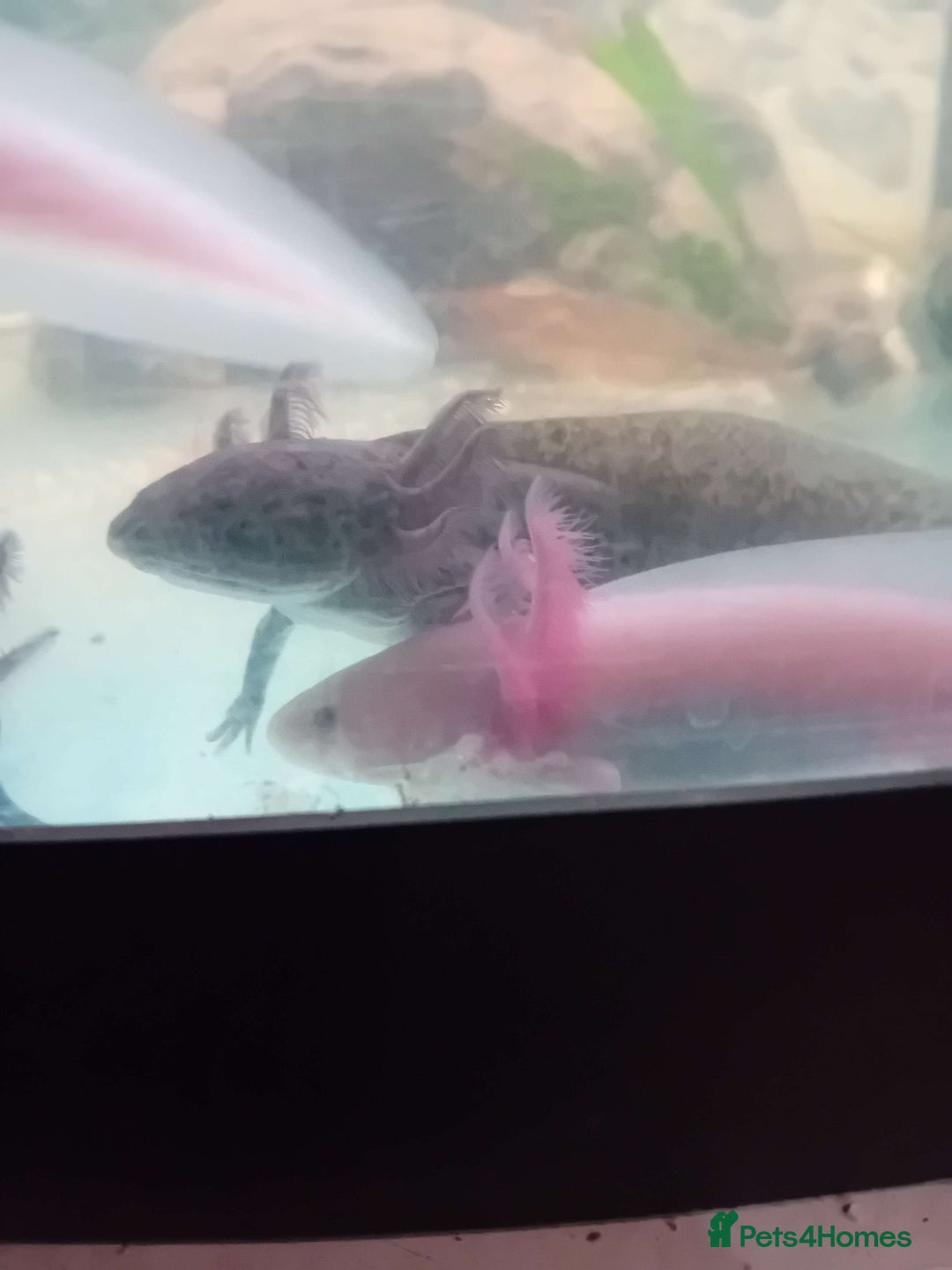 Other/Mixed Breed fish for sale: Axolotls - Advert 3