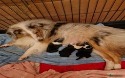 Shetland Sheepdog dogs for sale: Tri-colour puppy boy - Image 8