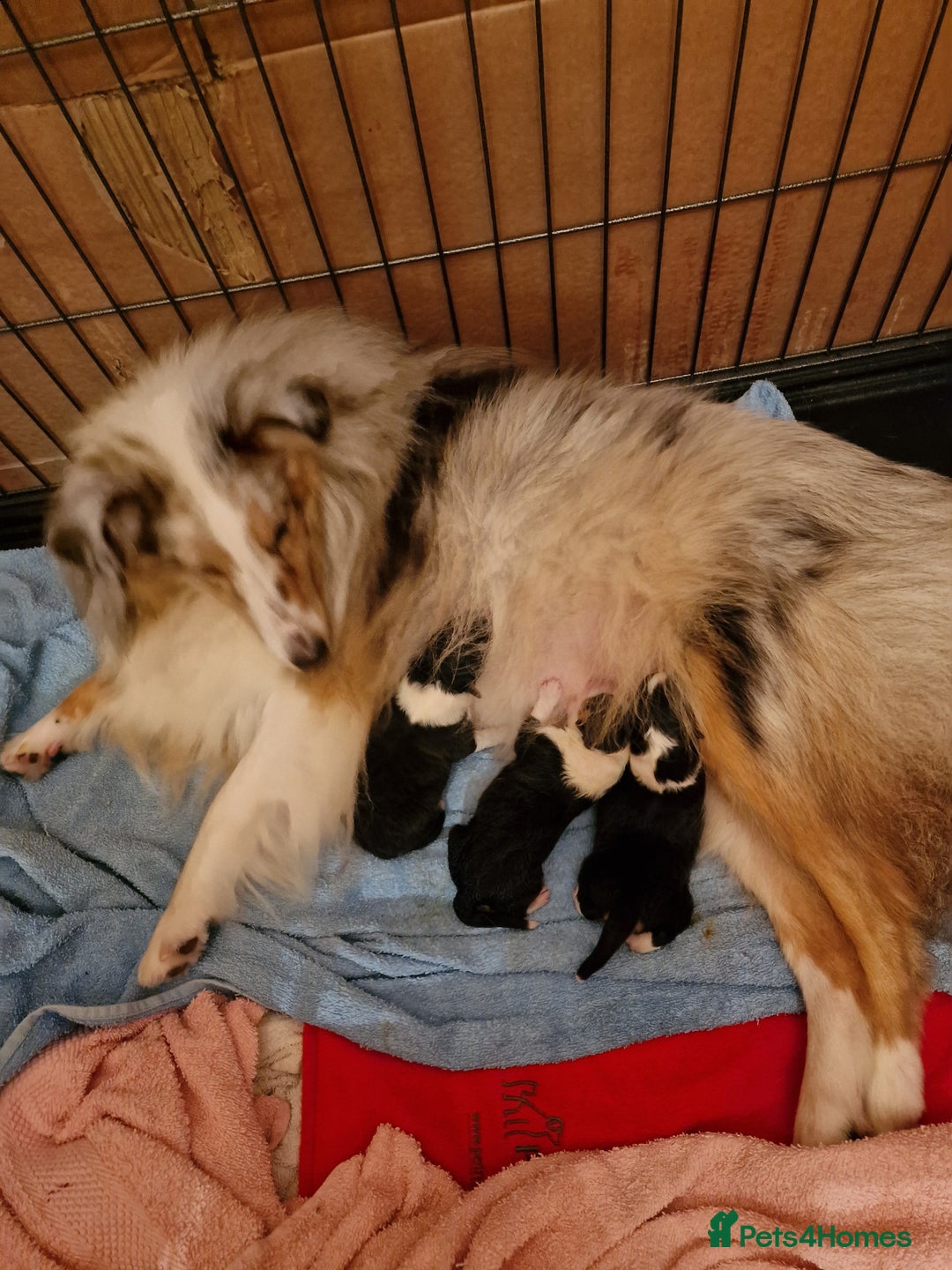 Shetland Sheepdog dogs for sale: Tri-colour puppy boy - Image 8