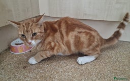 Domestic Shorthair cats for sale: Edward - Image 4