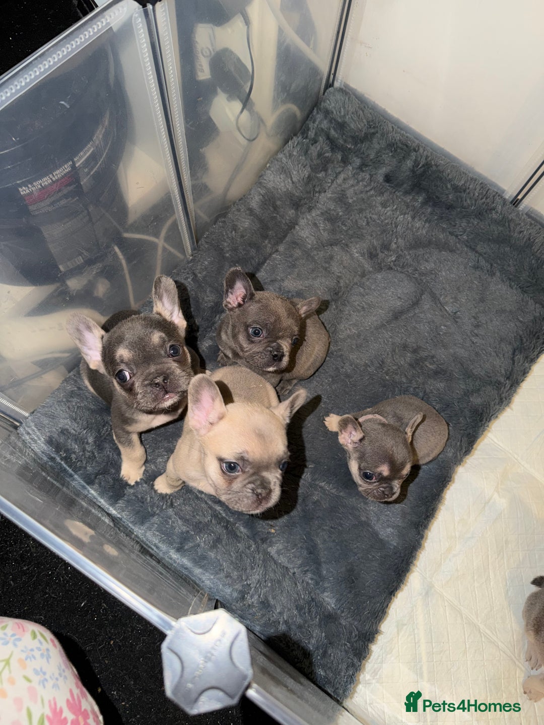 French Bulldog dogs for sale: French bulldog puppies  - Advert 29