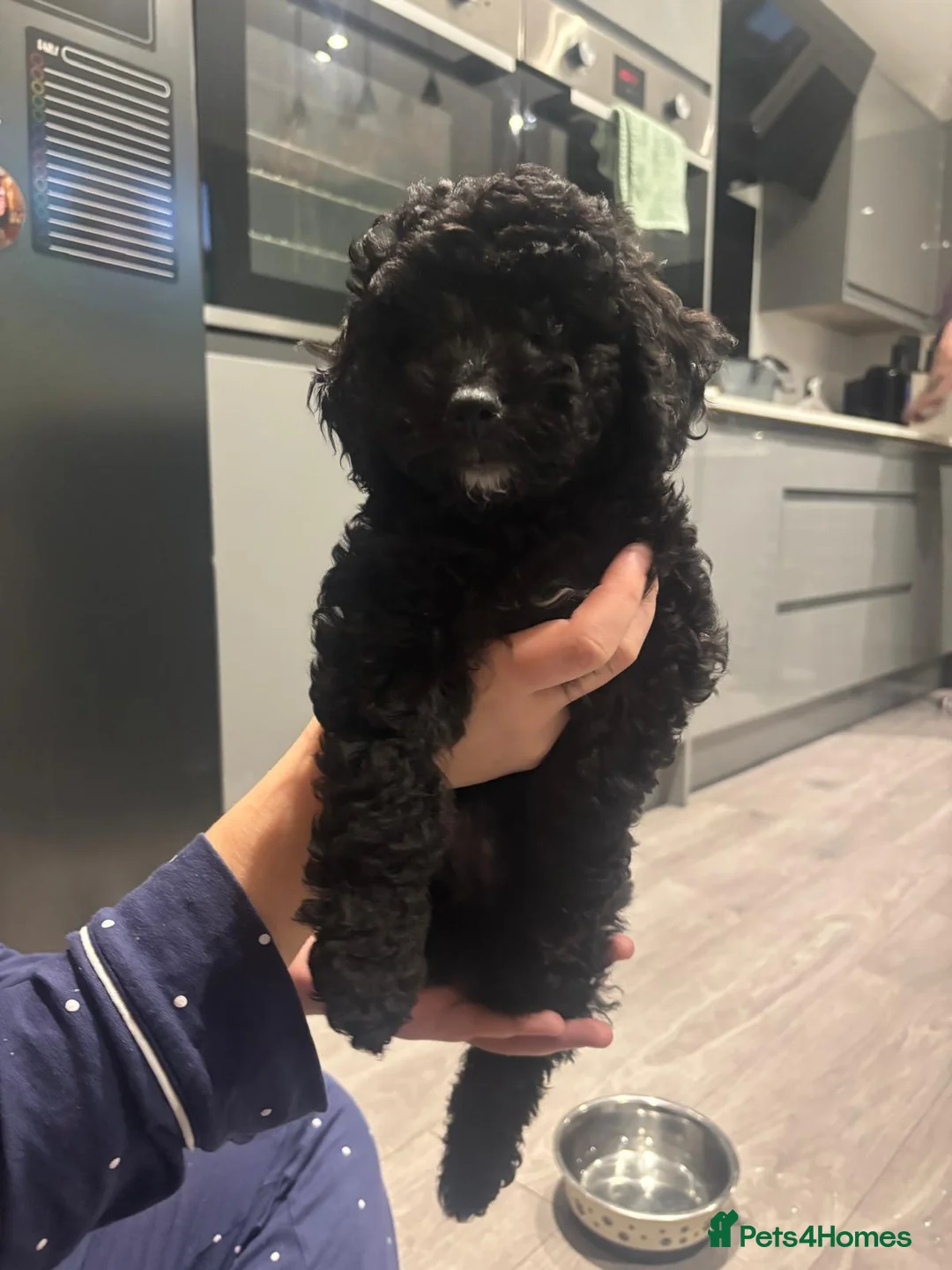 Bordoodle dogs for sale: 💙🩷READY TO LEAVE🩷💙 colliepoo puppies - Advert 1