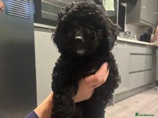 Bordoodle dogs 💙🩷READY TO LEAVE🩷💙 colliepoo puppies - Advert 2