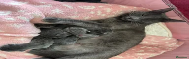 Russian Blue 2