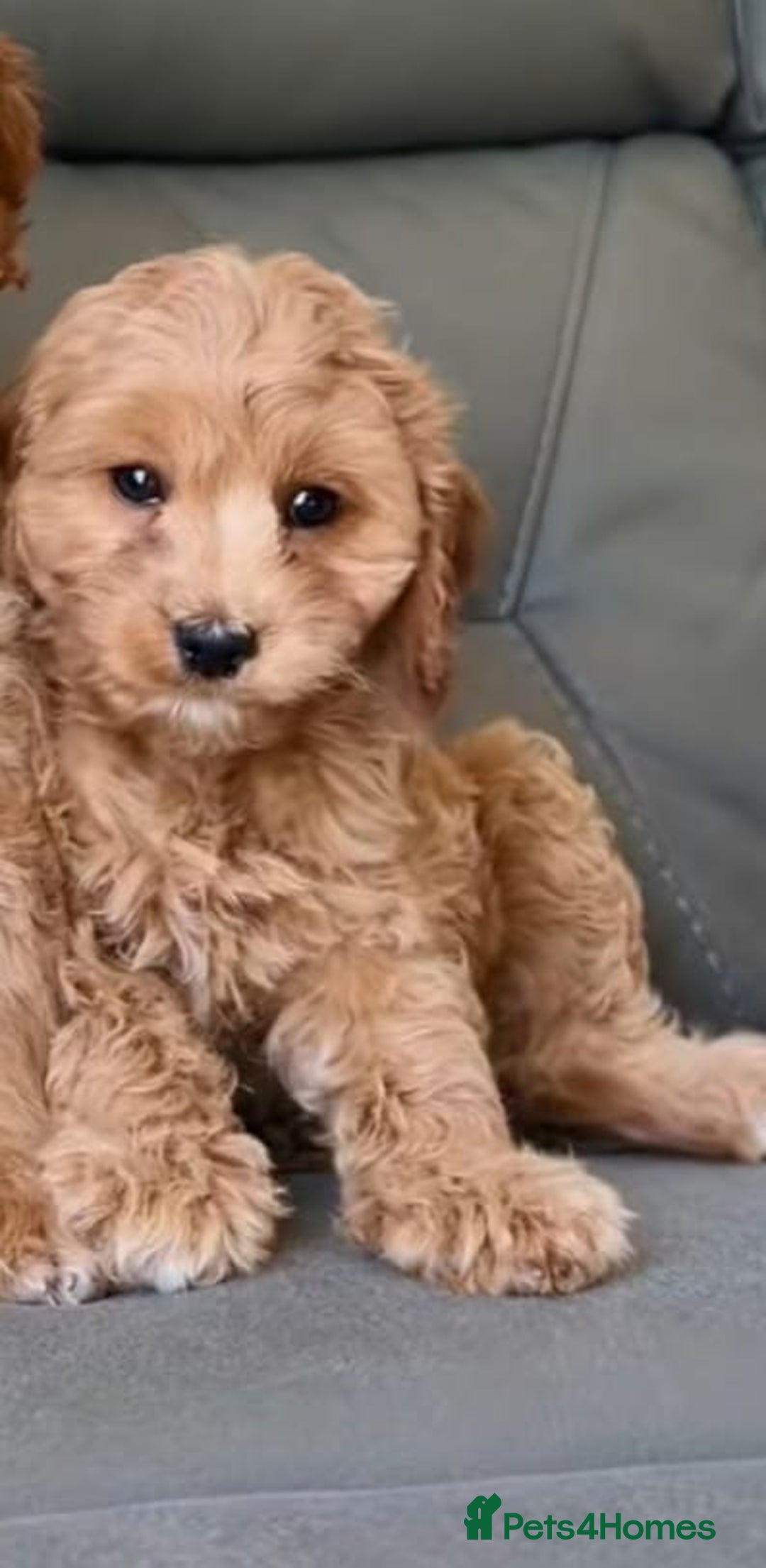 Cavapoo dogs for sale: Cavapoo puppies  - Advert 4