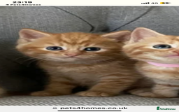 Domestic Shorthair cats for sale: Only one left - all ginger girl female kitten  - Image 4