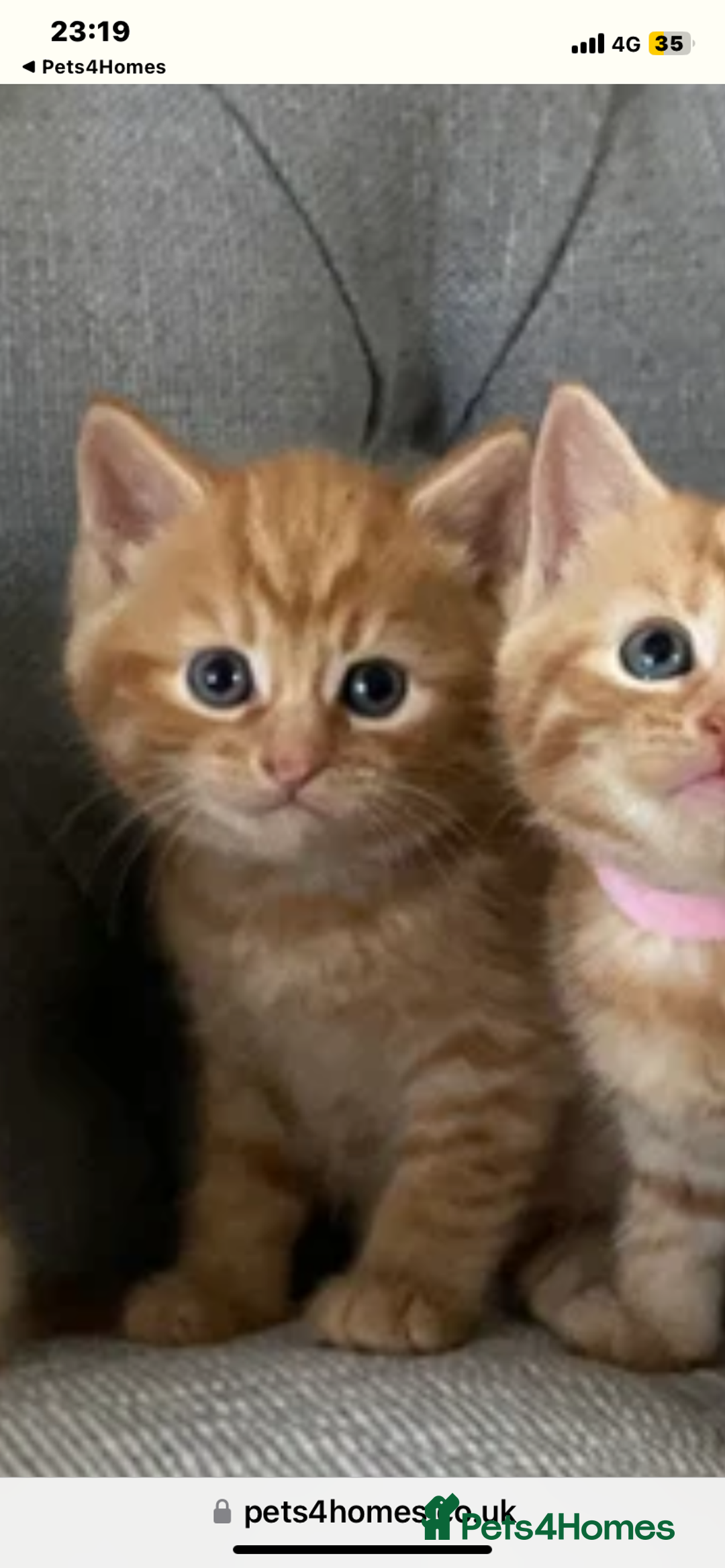 Domestic Shorthair cats for sale: Only one left - all ginger girl female kitten  - Image 4