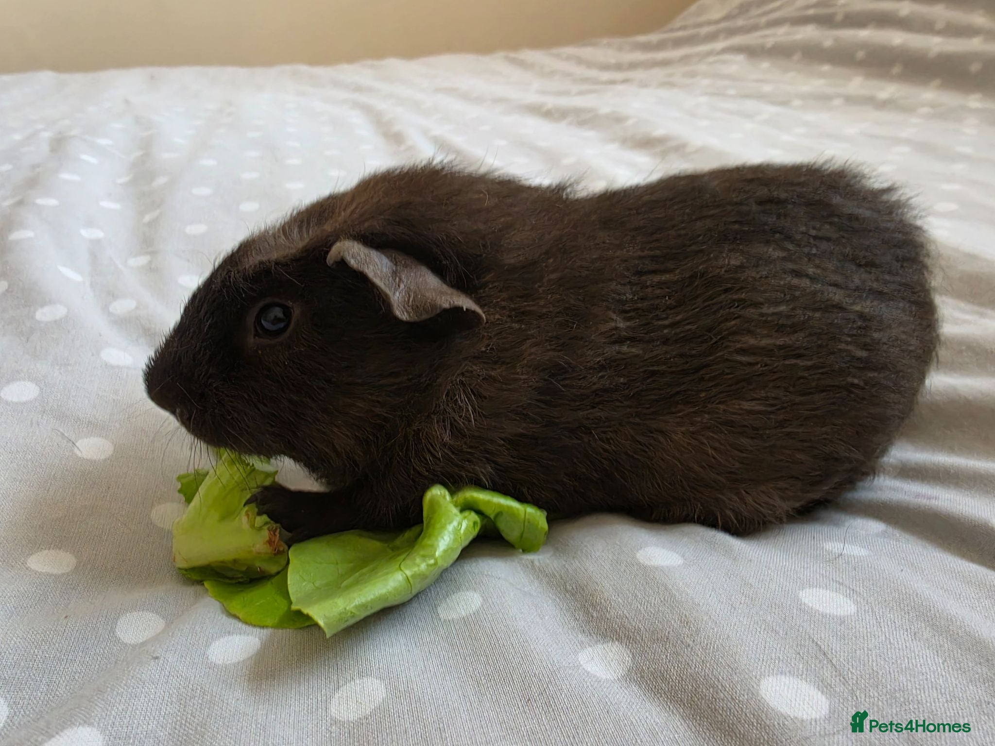 Guinea Pig rodents 2 boys bonded  - Advert 1