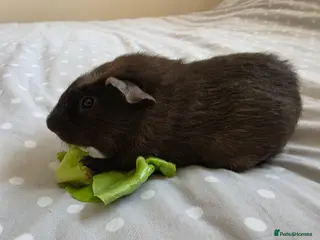 Guinea Pig rodents 2 boys bonded - Advert 1