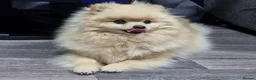 Pomeranian dogs for sale: Luxury Pomeranian Puppies for sale!!! - Advert 8