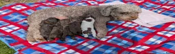 Spanish Water Dog dogs for sale: Spanish water dog  - Advert 3