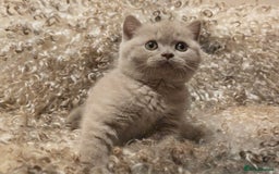 British Shorthair cats for sale: Stunning British Shorthair Kittens  - Image 10