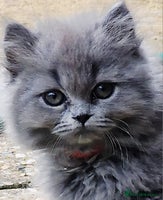 British Longhair cats - Advert 10