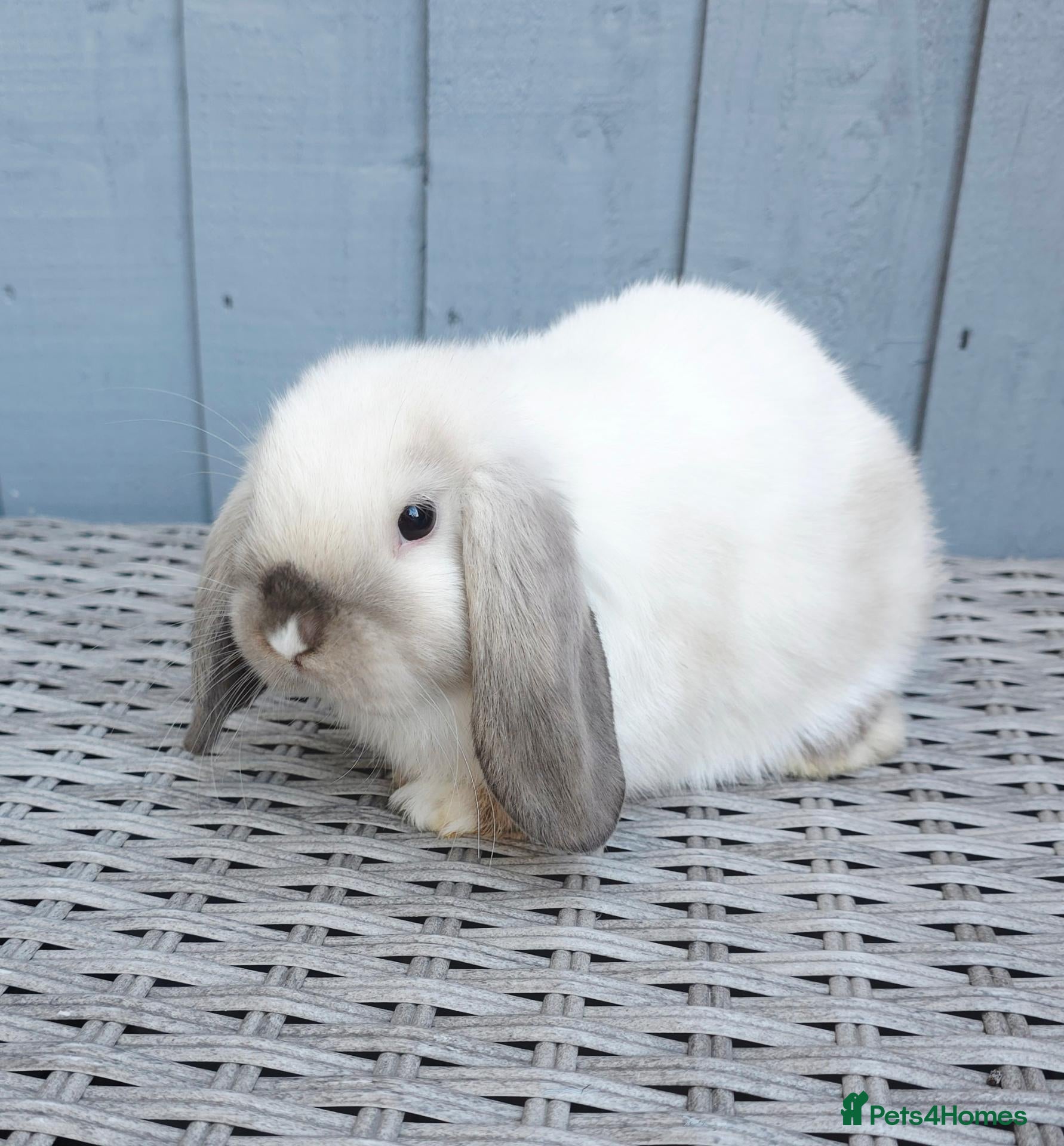 Mini Lop rabbits Gorgeous Baby Mini Lop Girl - Advert 2