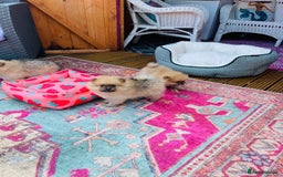 Pomeranian dogs for sale: Beautiful Full Pedigree Pomeranians - Image 4