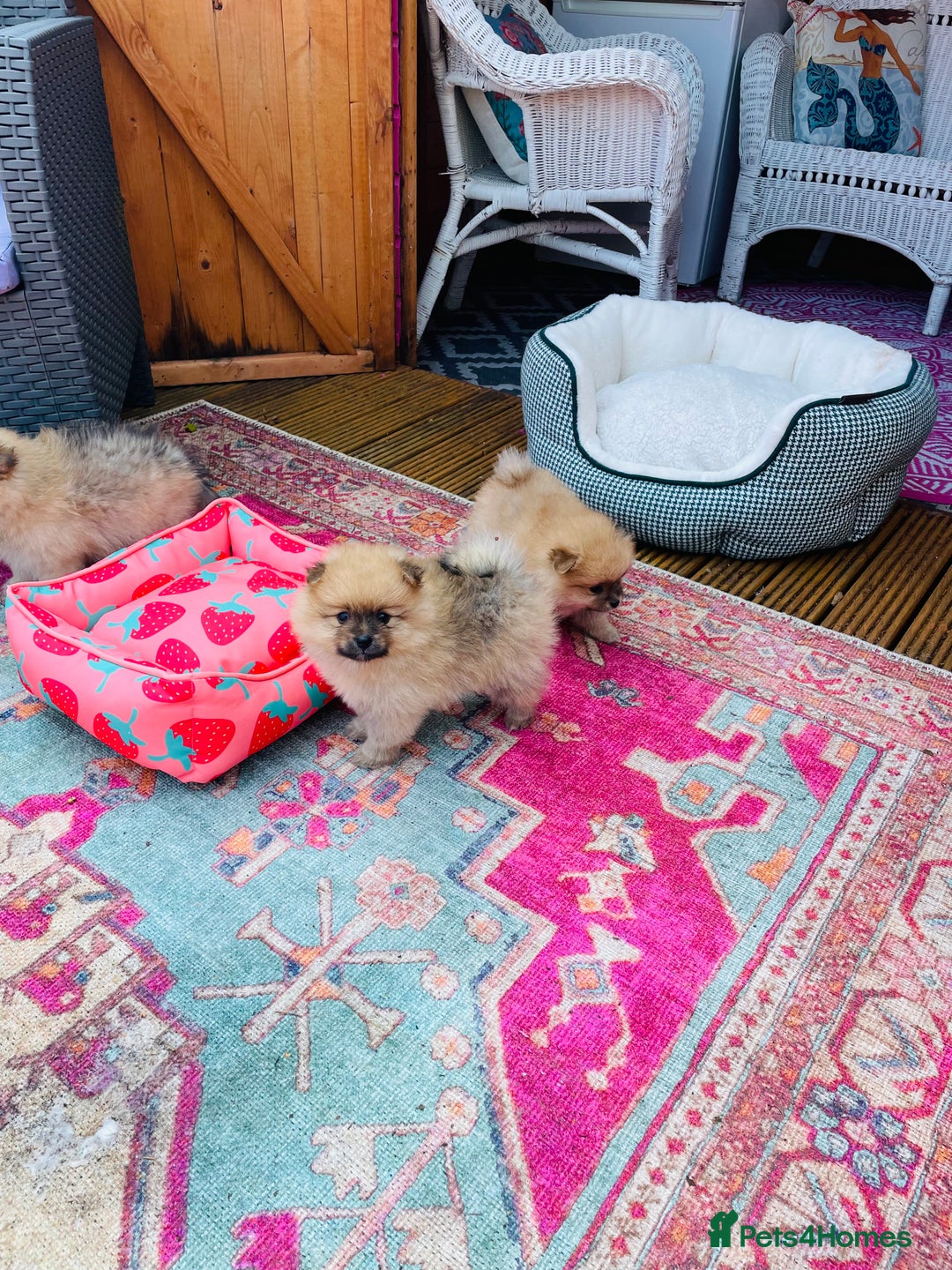 Pomeranian dogs for sale: Beautiful Full Pedigree Pomeranians - Image 4