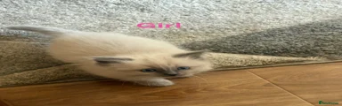 Ragdoll Kitten 3