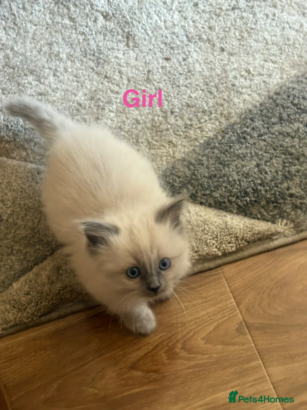 Ragdoll cats for sale: Ragdoll Kittens in Falkirk - Advert 7