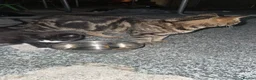 Mixed Breed cats for sale: Beautiful black kitten - Advert 4