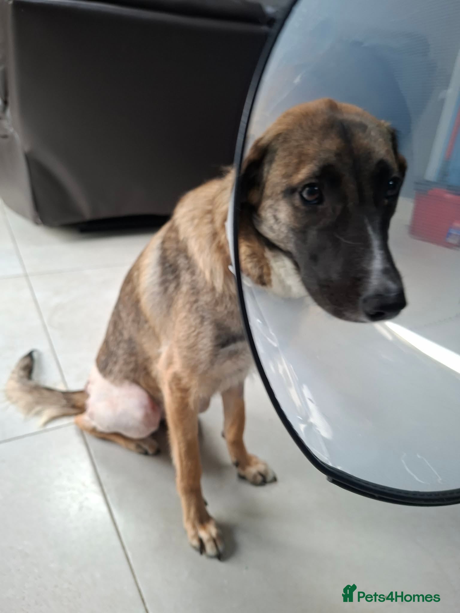 Mixed Breed dogs for adoption: Rox - north Walsham Norfolk  in North Walsham - Advert 7