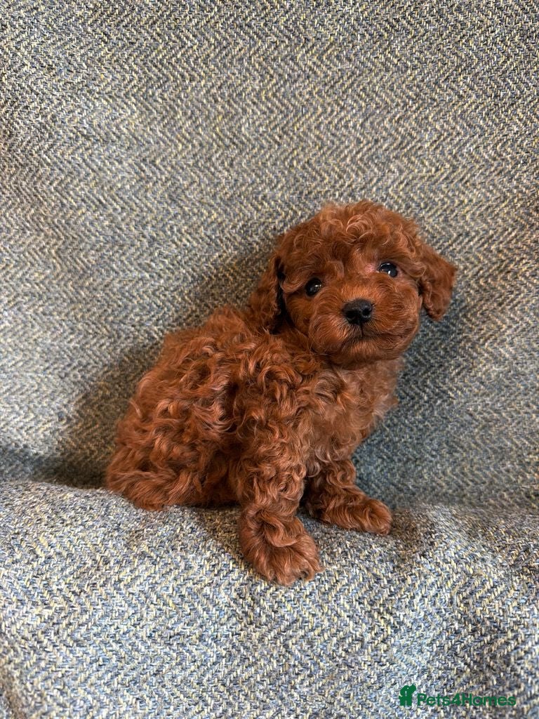 Maltipoo dogs Stunning Tiny Red Korean Maltipoo Pups  - Advert 1