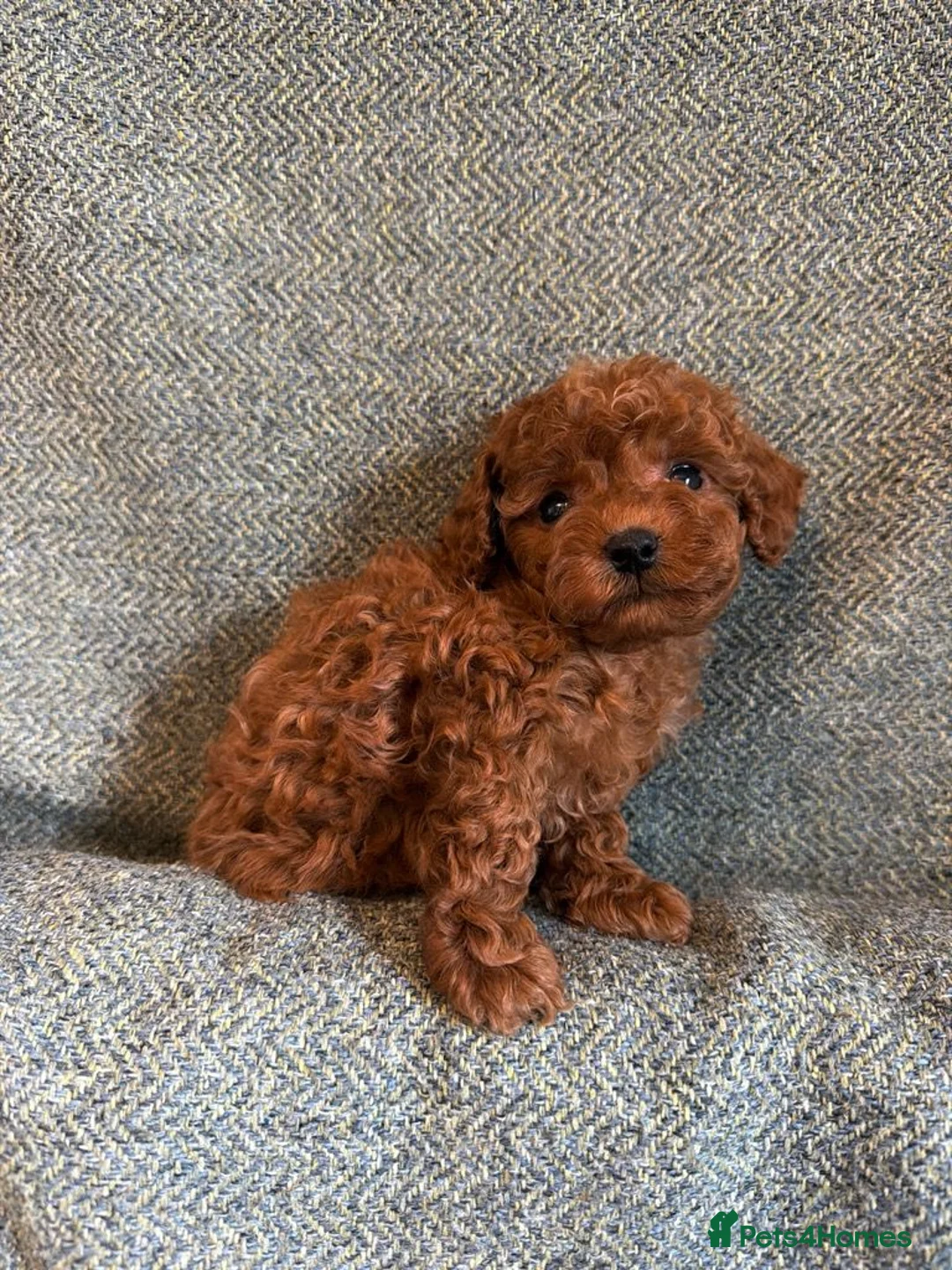 Maltipoo dogs for sale: Stunning Tiny Red Korean Maltipoo Pups  - Advert 1