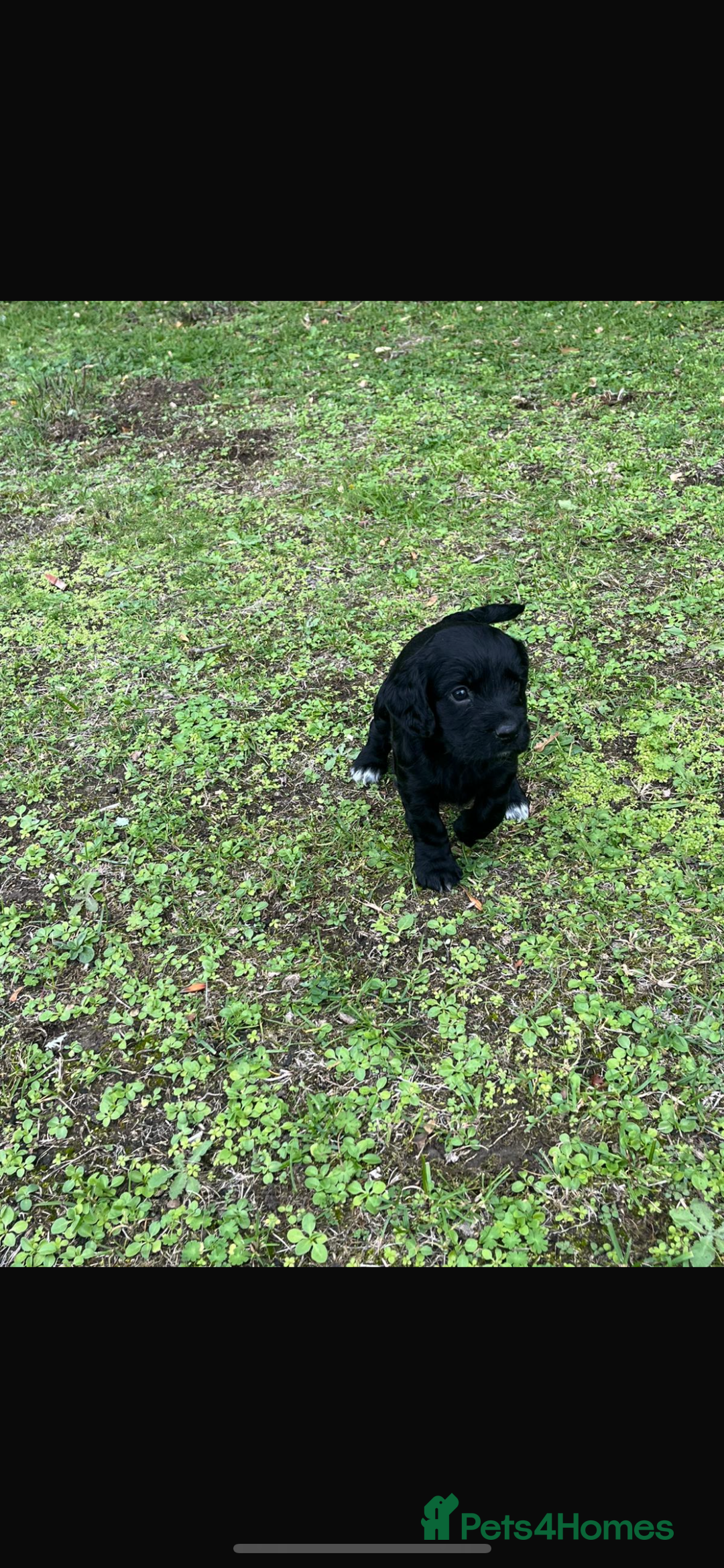 Cocker Spaniel dogs for sale: Working Cocker Spaniel Puppies - Image 5