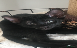 Oriental cats for sale: Oriental x Sphynx kittens  - Image 6