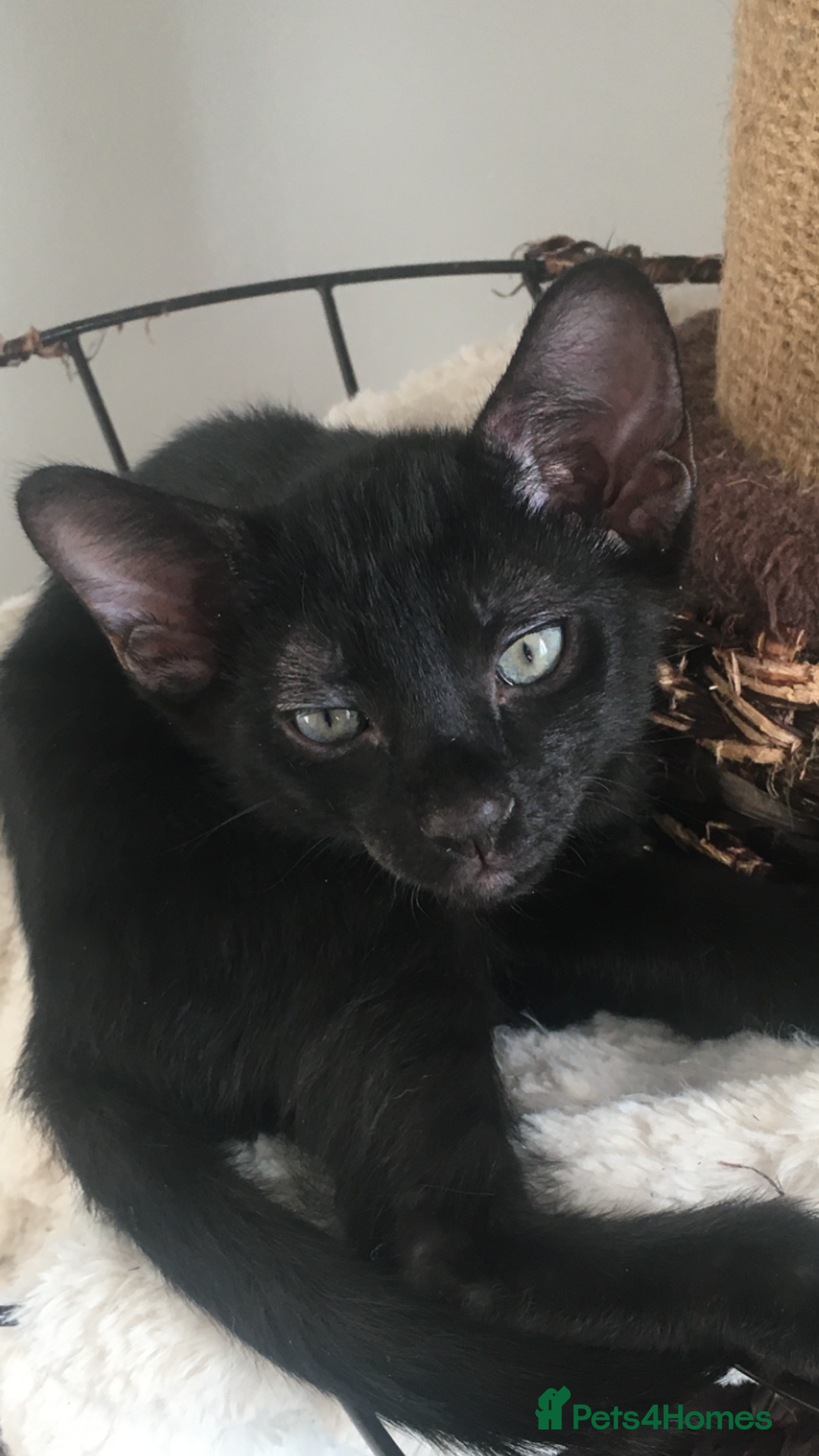 Oriental cats for sale: Oriental x Sphynx kittens  - Image 6