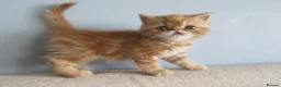 Exotic cats for sale: Lovely exotic kittens - Advert 16